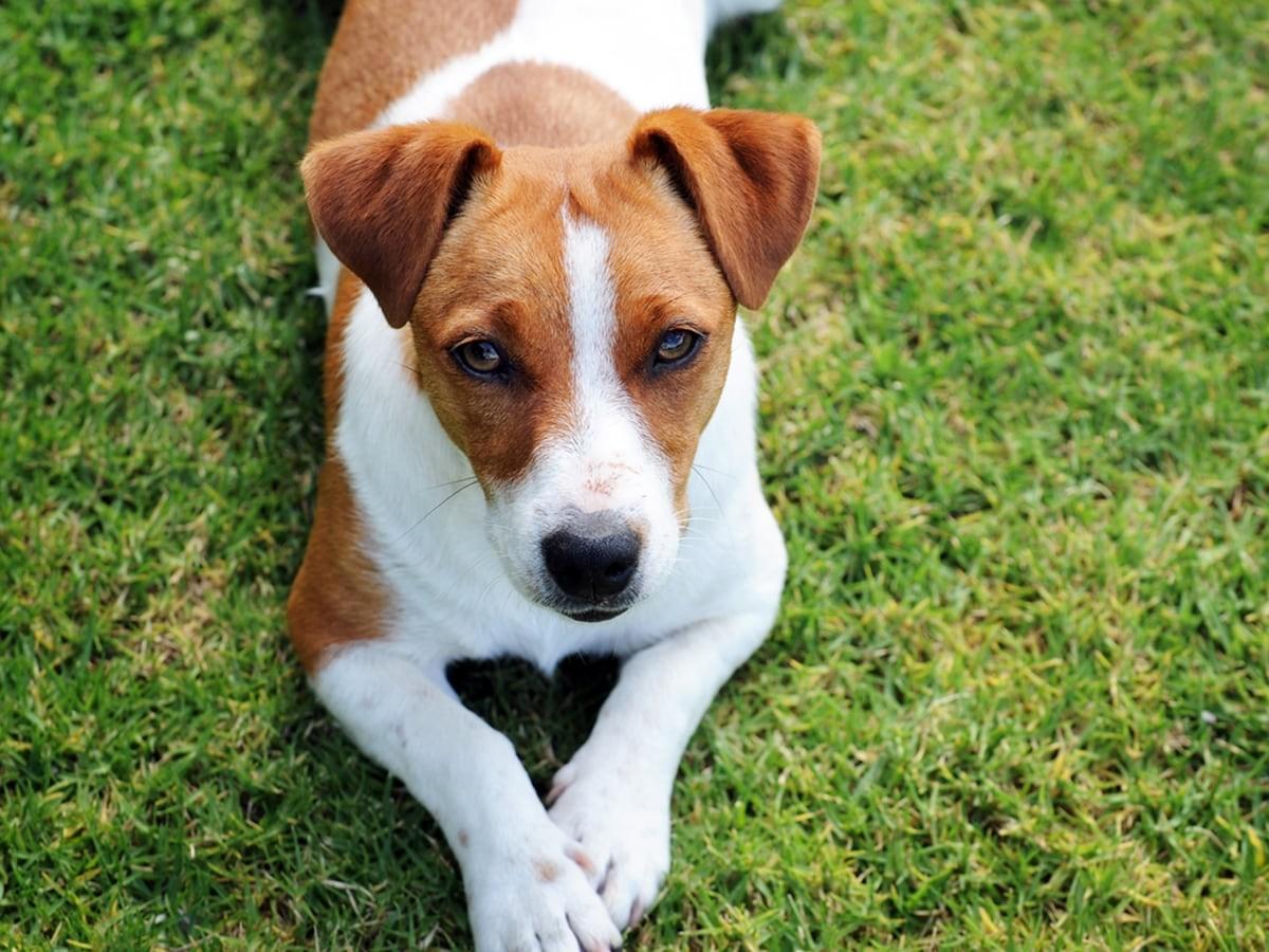 Jack Russell Terriers