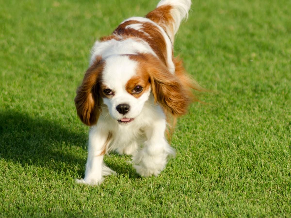 King Charles Cavalier