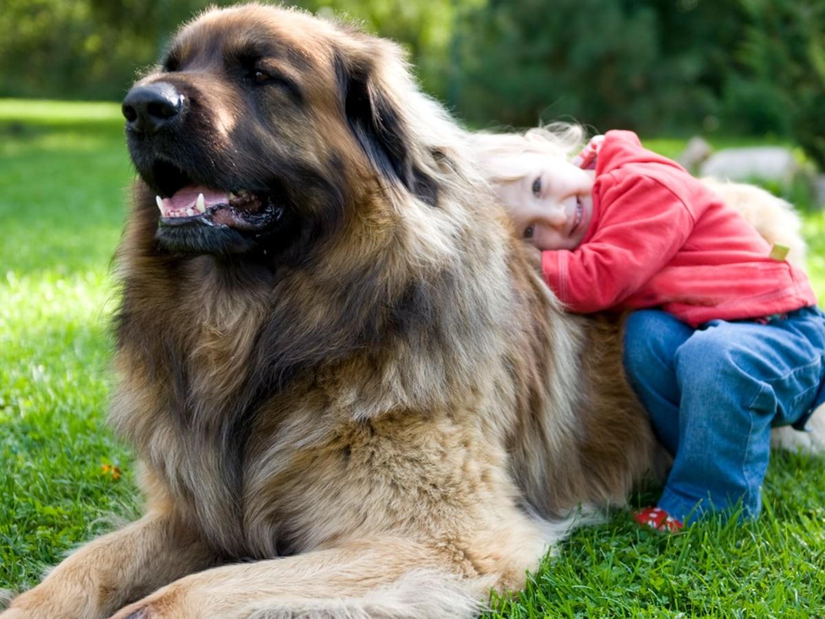 Leonberger