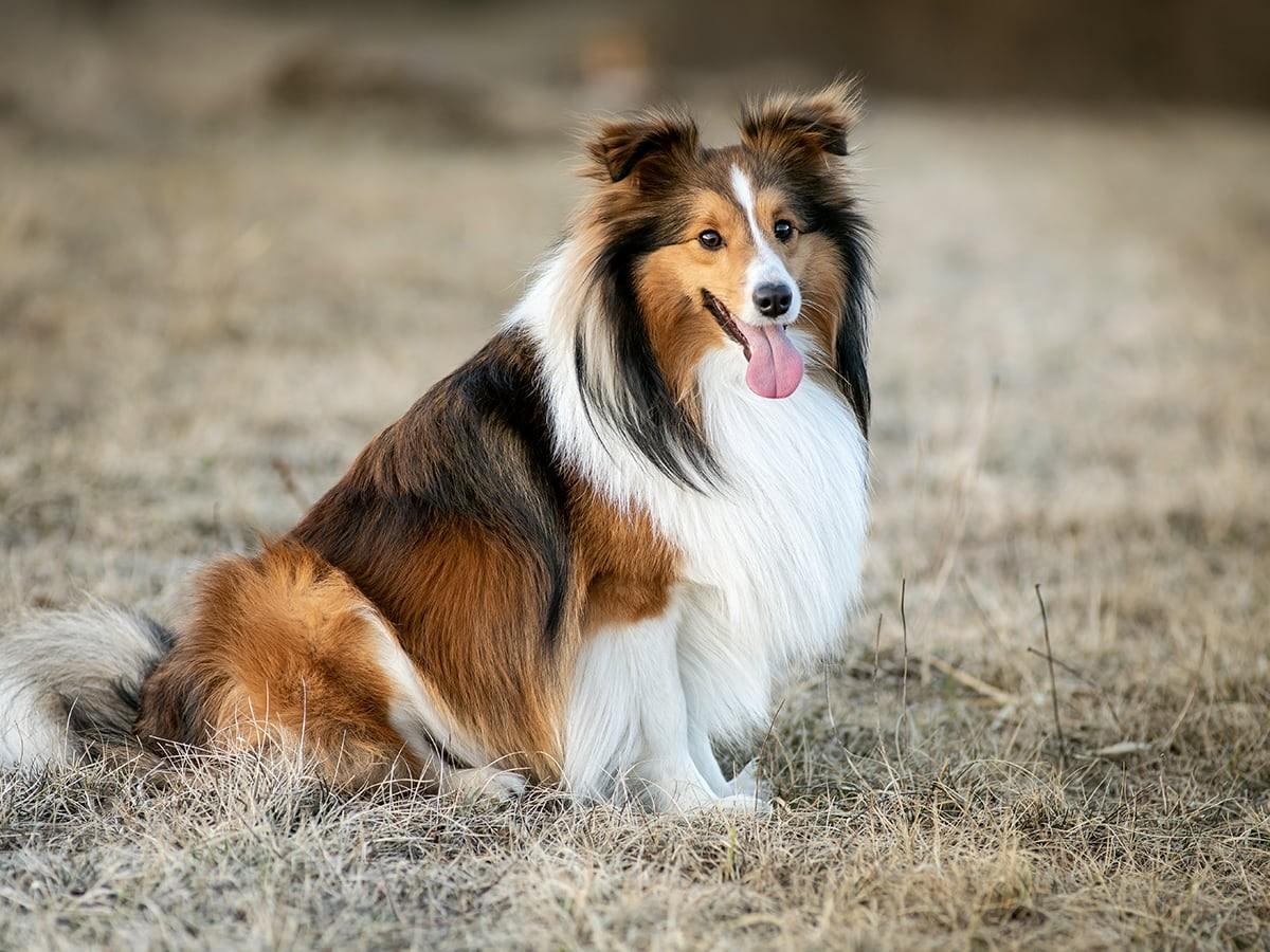 Shetland Sheepdog