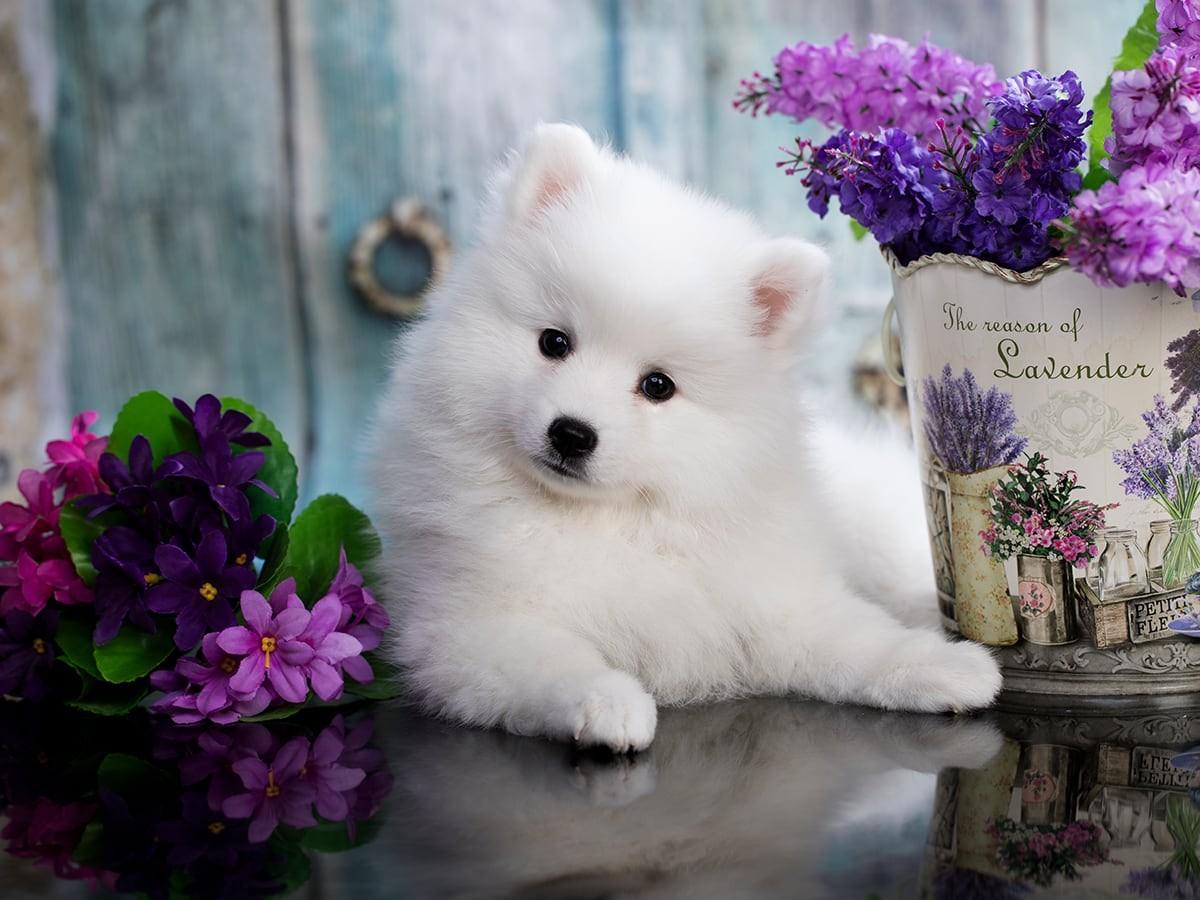 Japanese Spitz