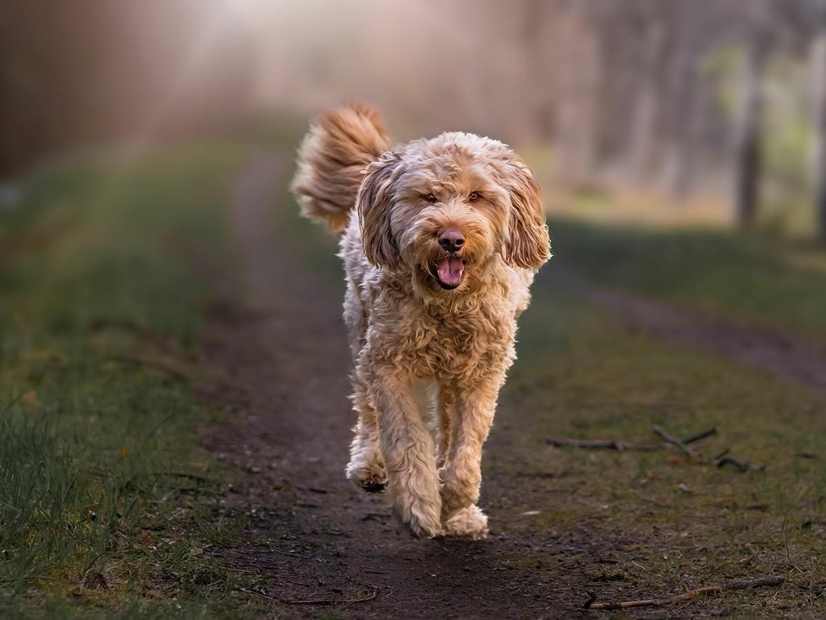 Otterhound