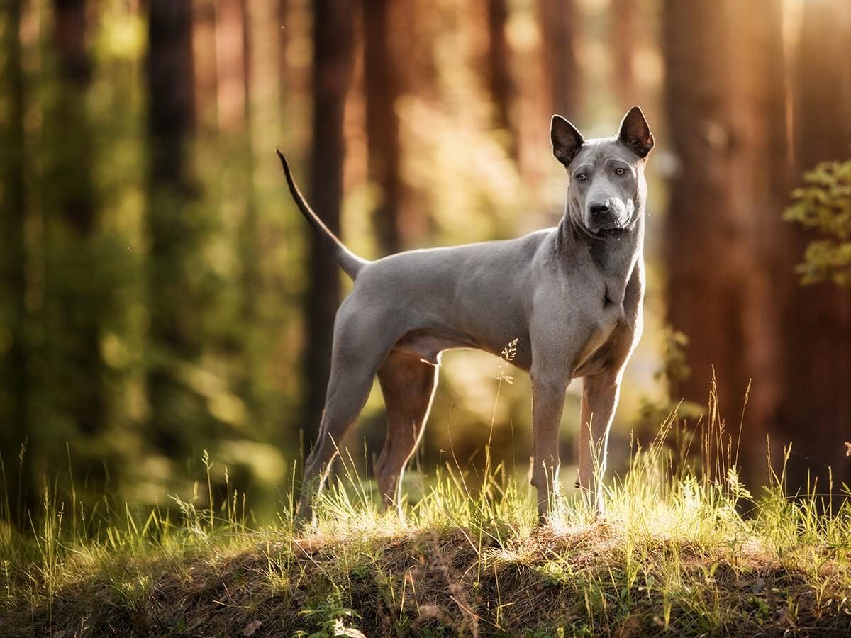 Thai Ridgeback