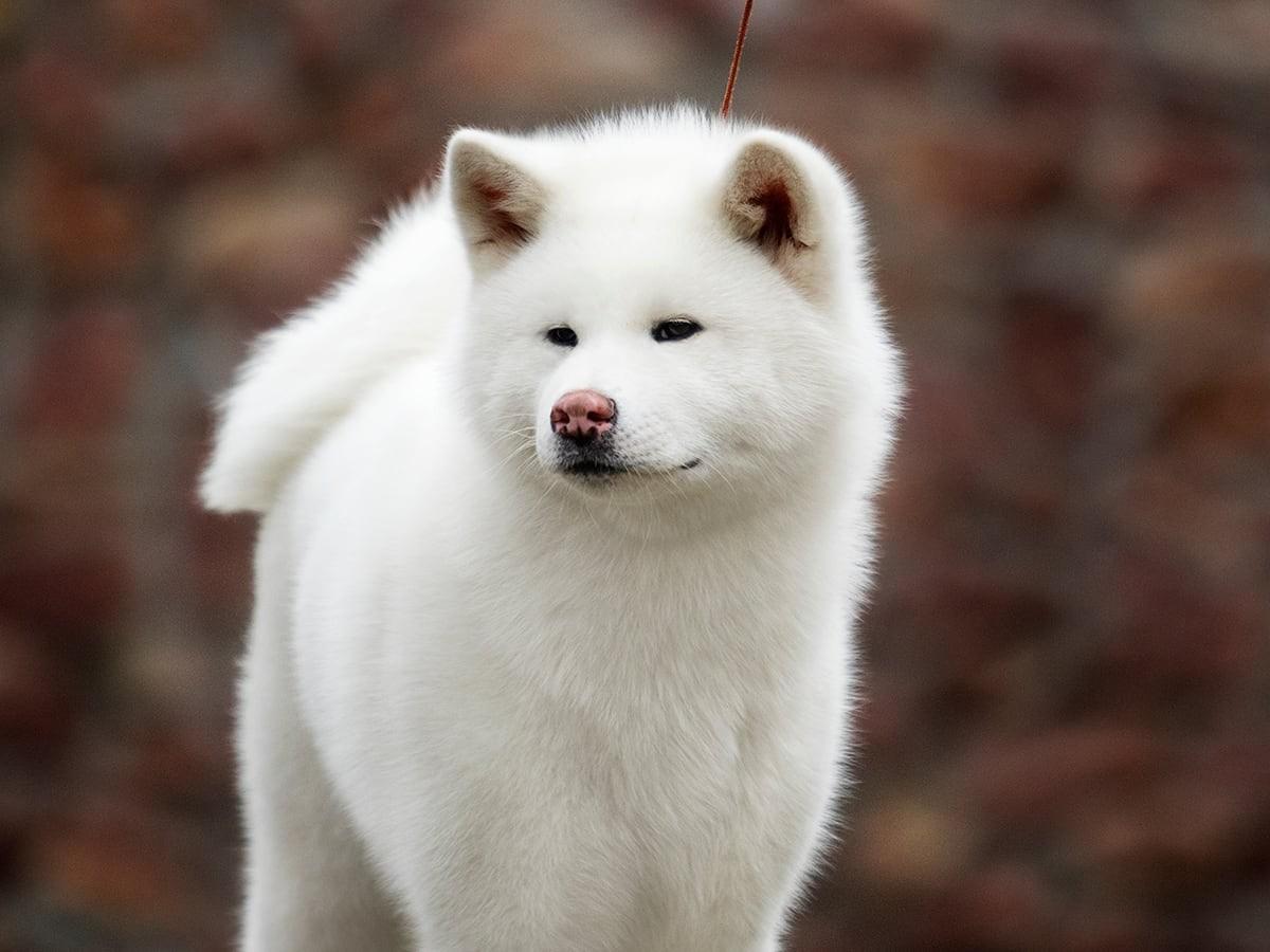 Kishu