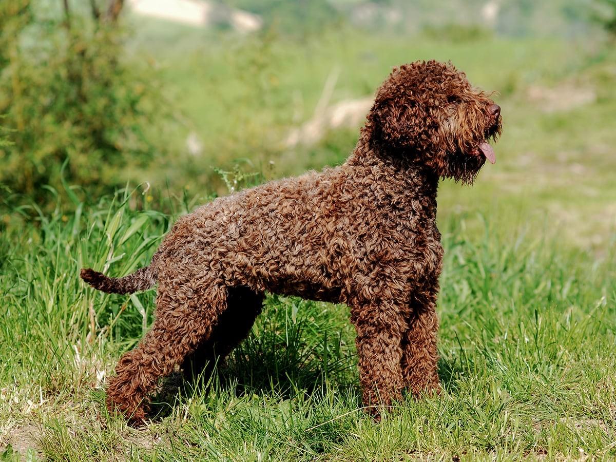 Lagotto Romagnolo