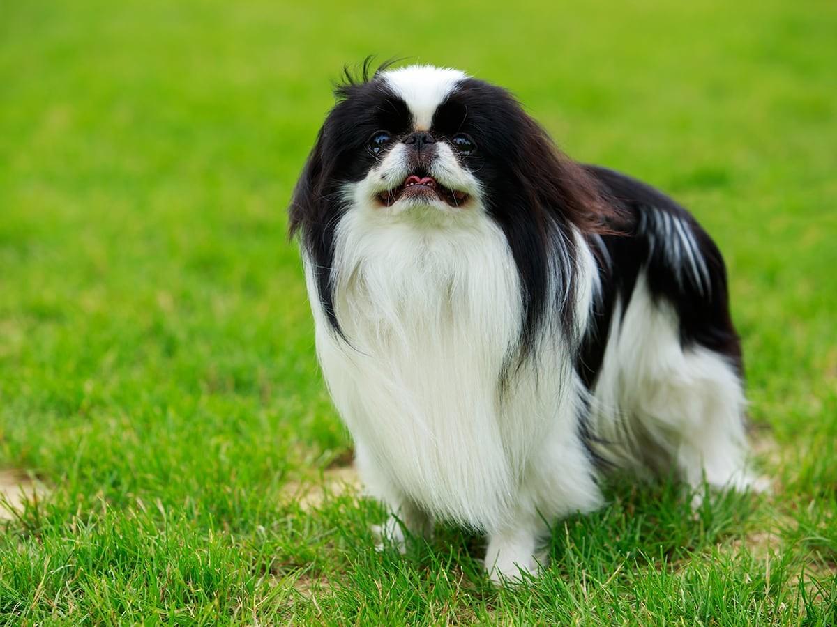 Japanese Chin