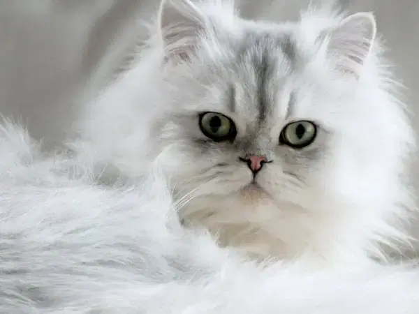 Persian Cat