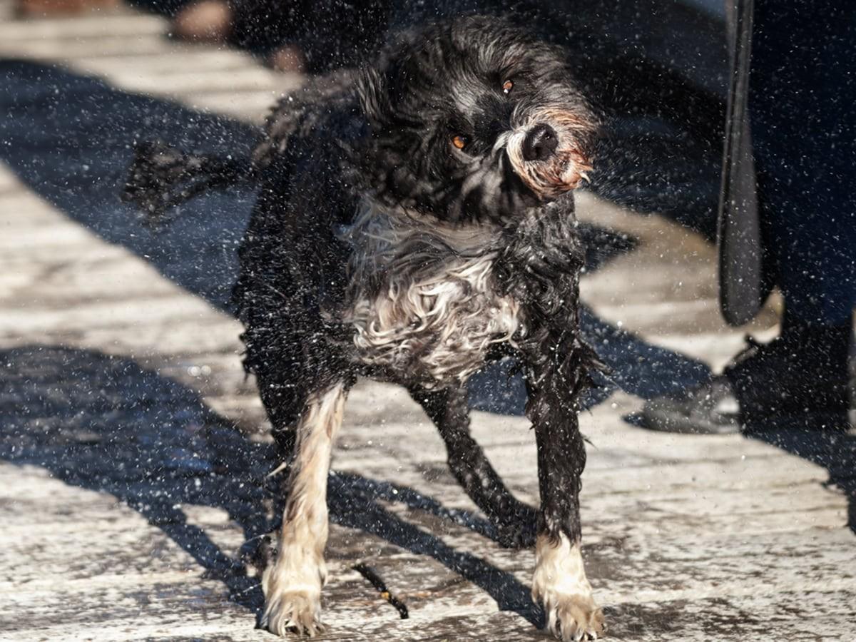 Portuguese Water Dog