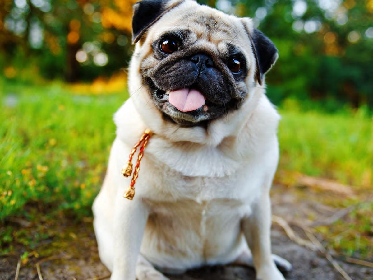 Pug