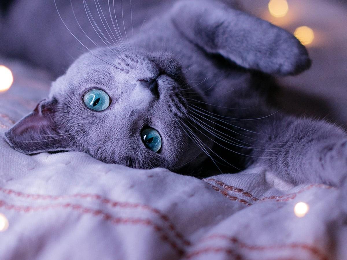 Russian Blue cat