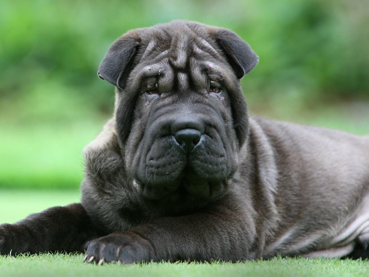 Shar-Pei