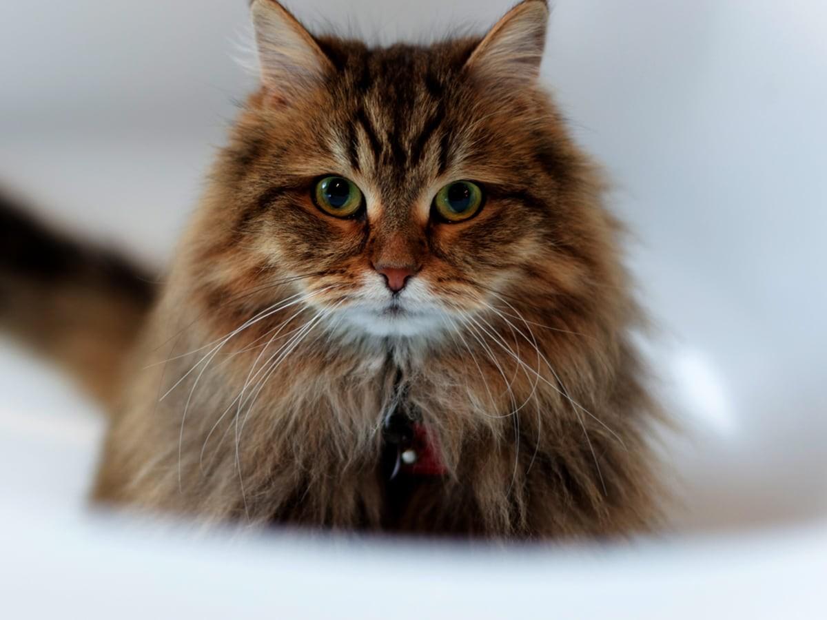 Siberian Cat