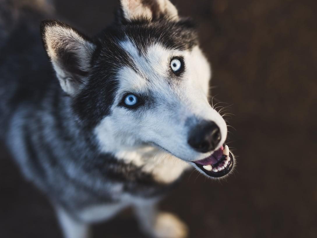 Siberian Husky