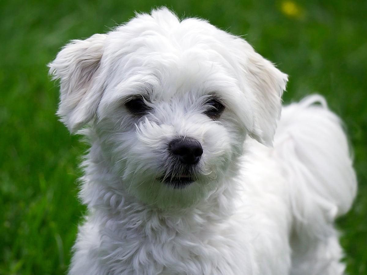 Maltipoo