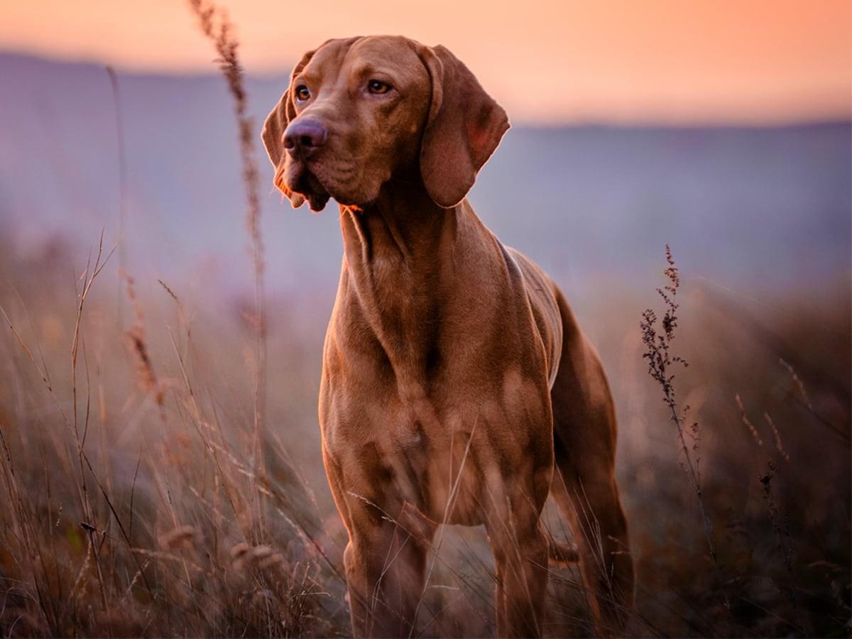 Vizsla