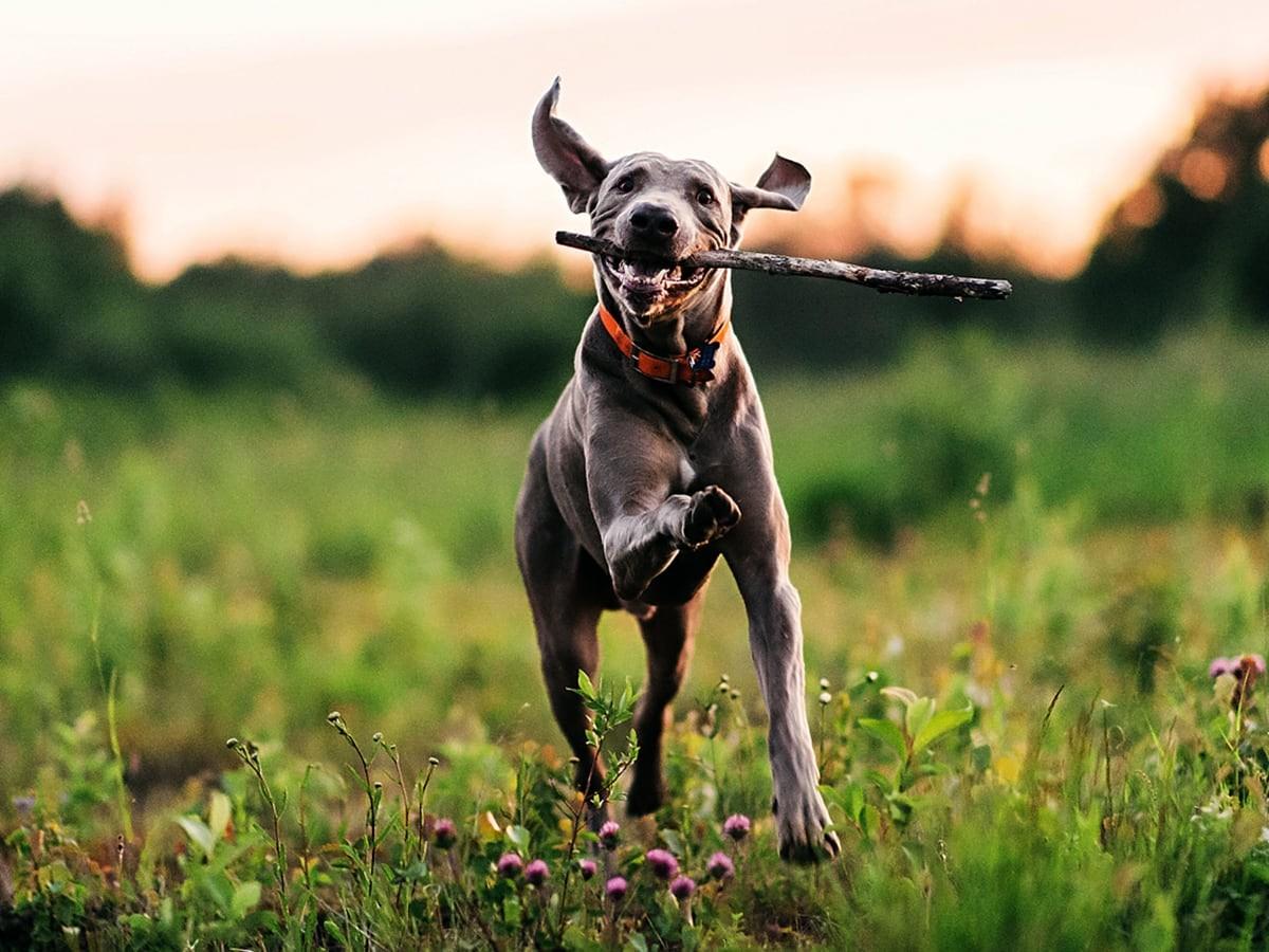 Weimaraner