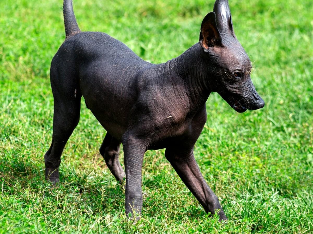 Xoloitzcuintli