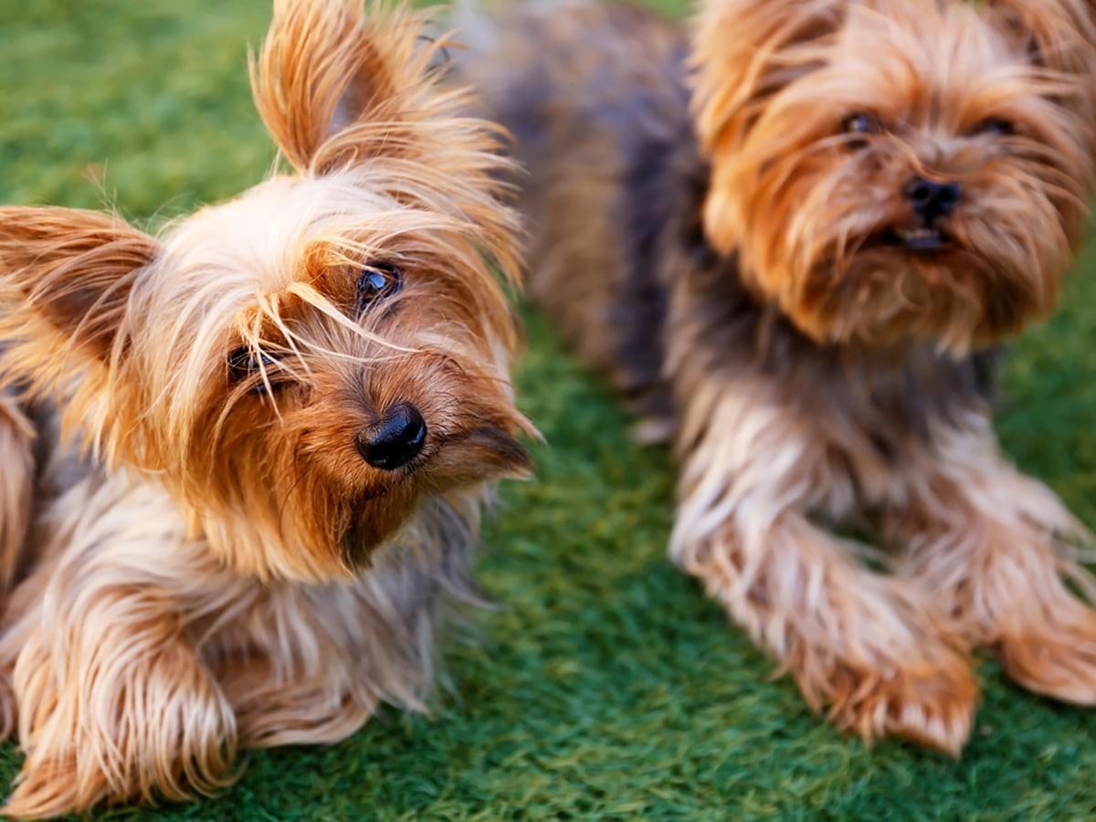 Yorkshire Terrier – Yorkie