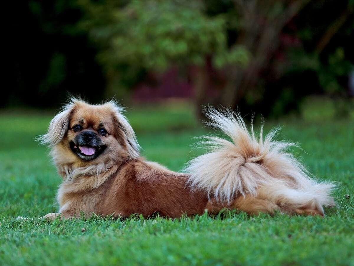 Tibetan Spaniel