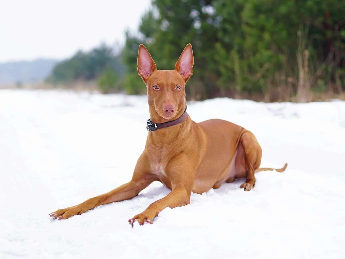 Pharaoh Hound