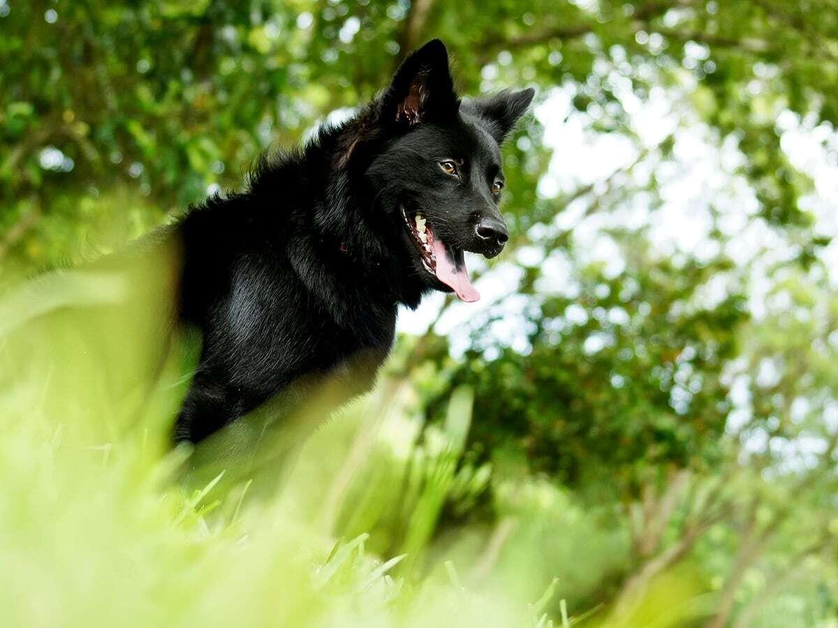 Formosan Mountain Dog