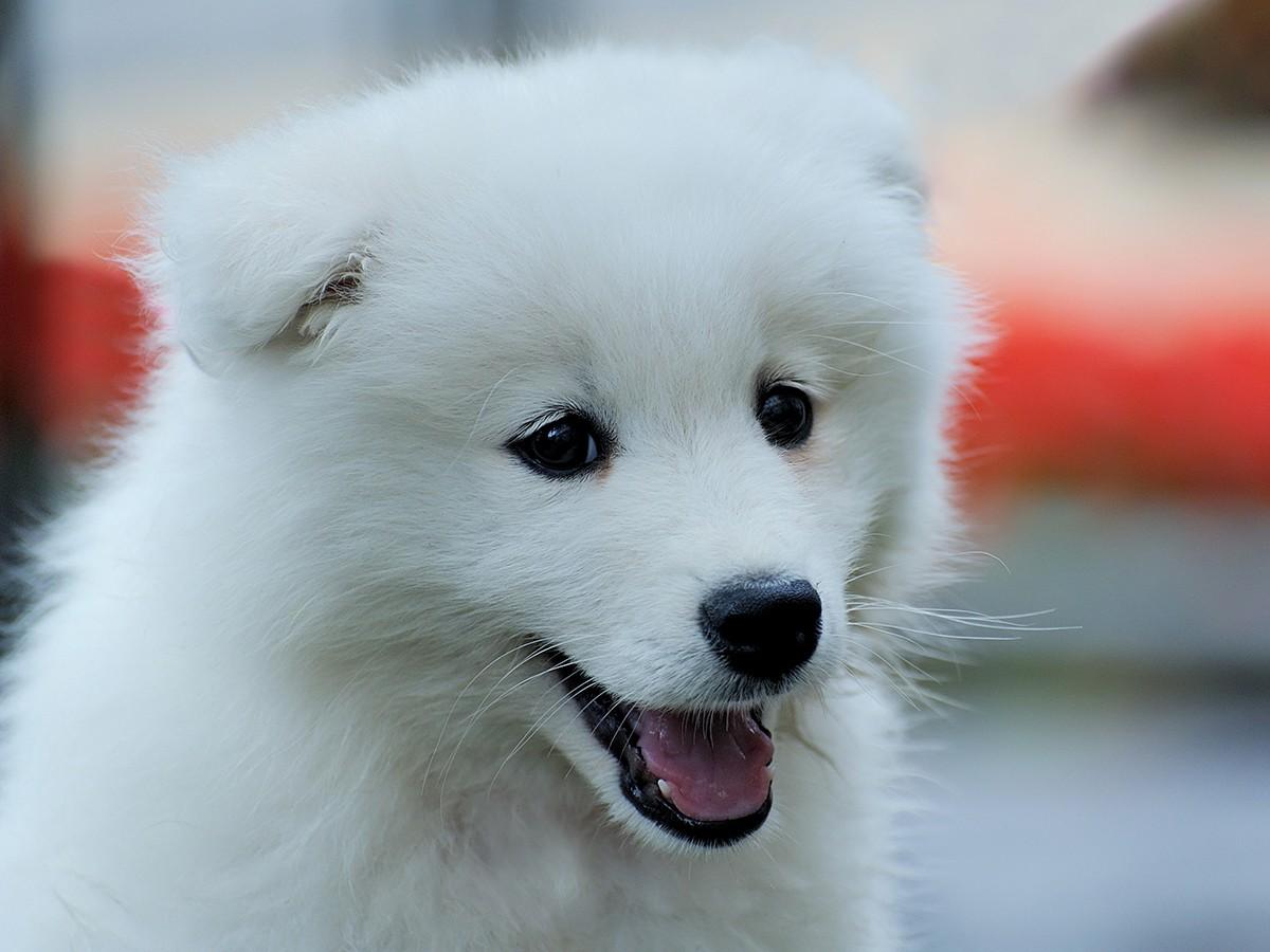 American Eskimo