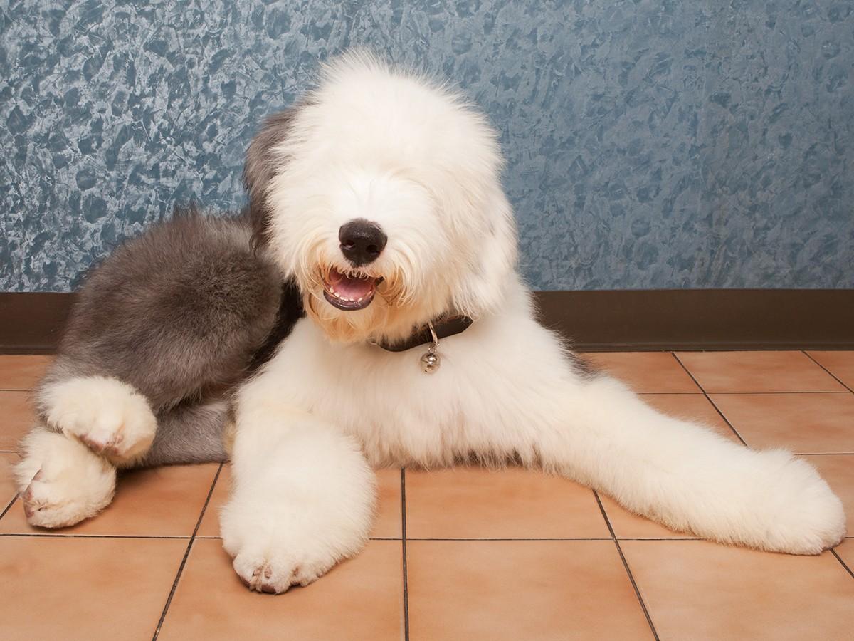 Old English Sheepdog