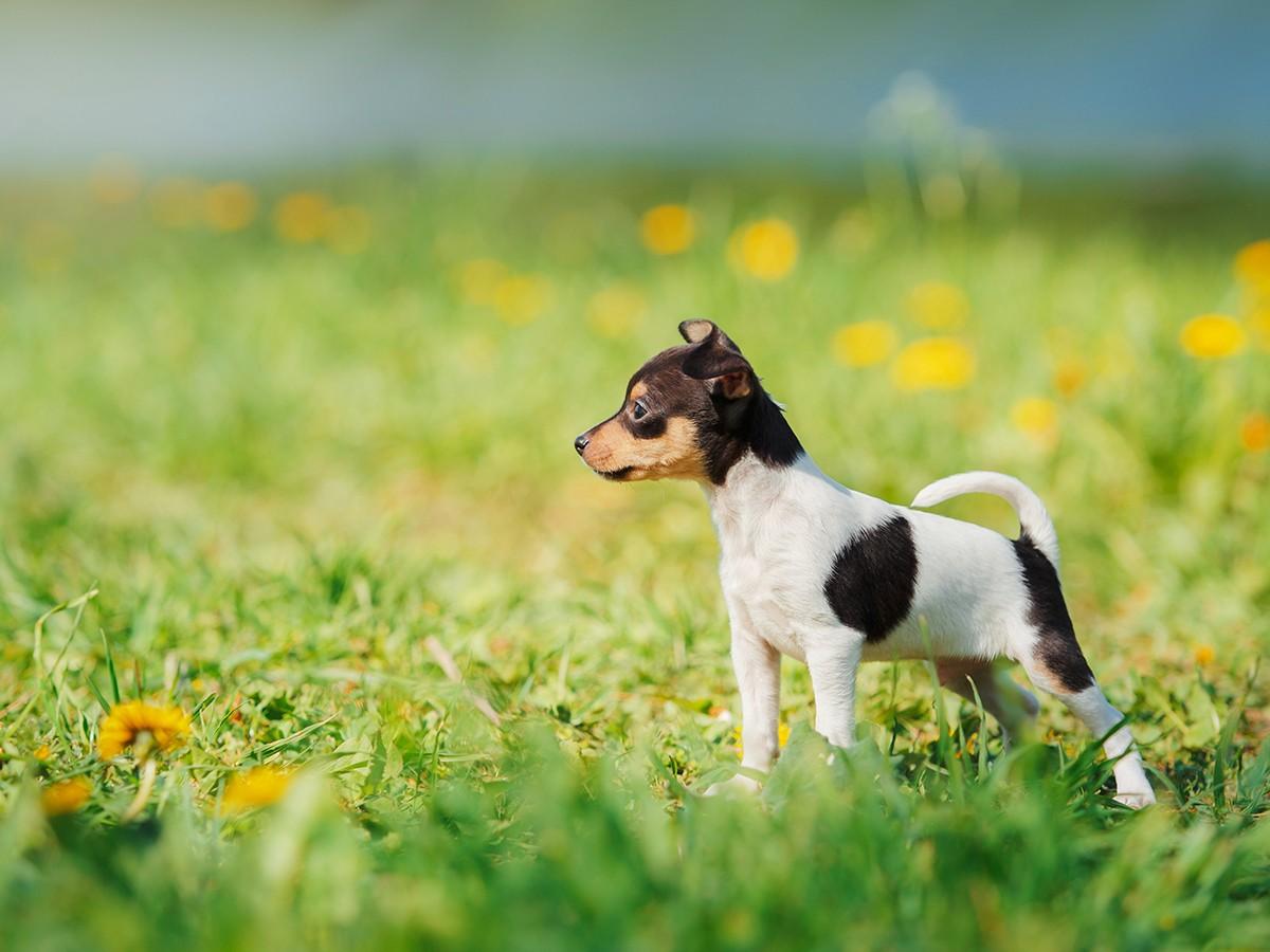 Toy Fox Terrier