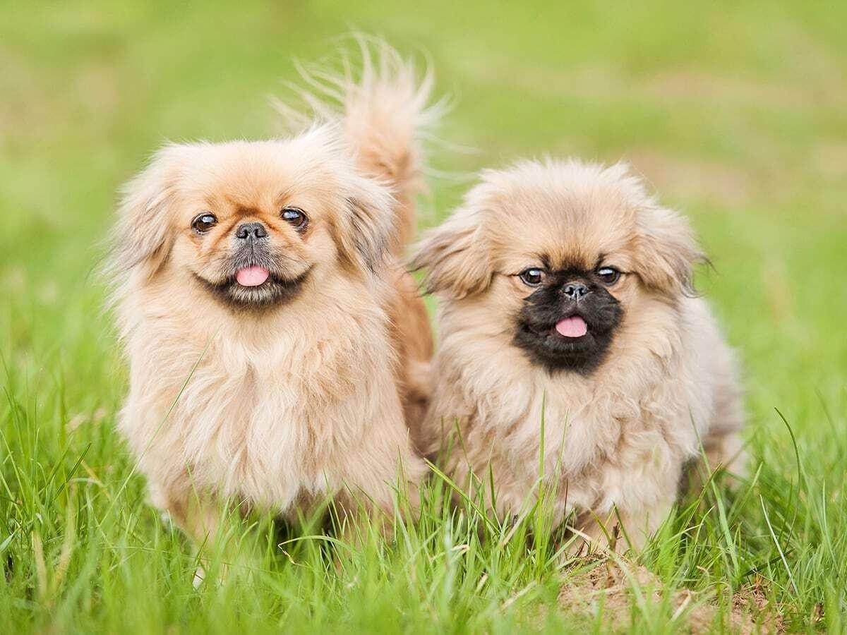 Pekingese