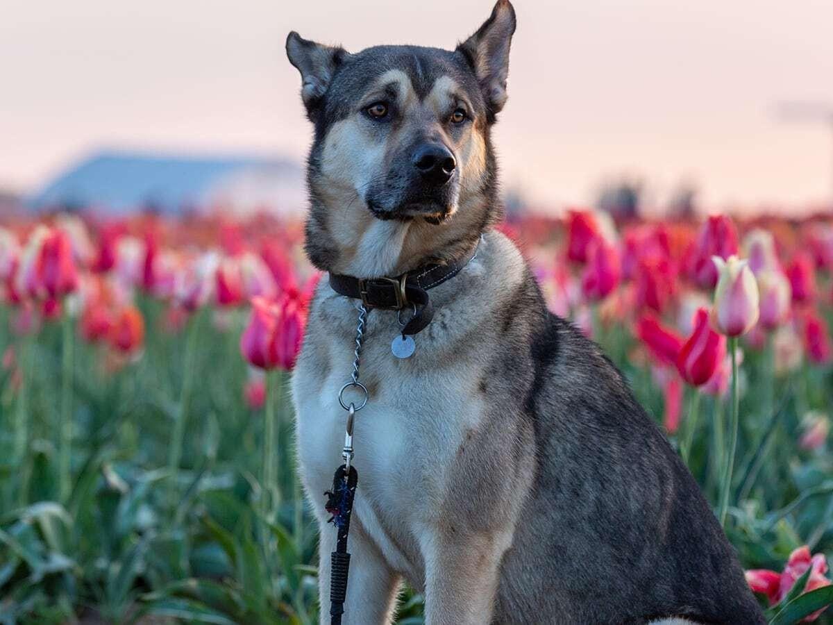 Kunming Wolfdog