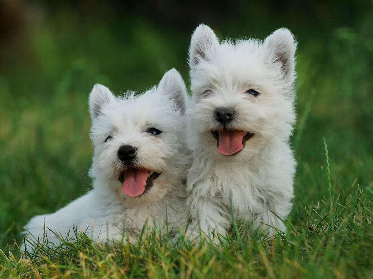 West Highland White Terriers