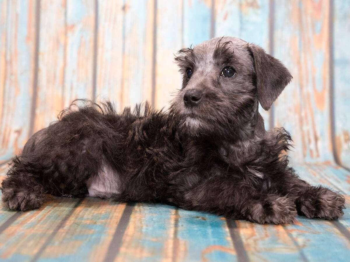 Schnoodle (Schnauzer + Poodle)