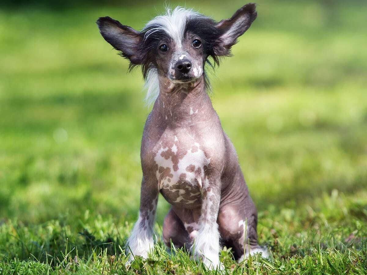 Chinese Crested