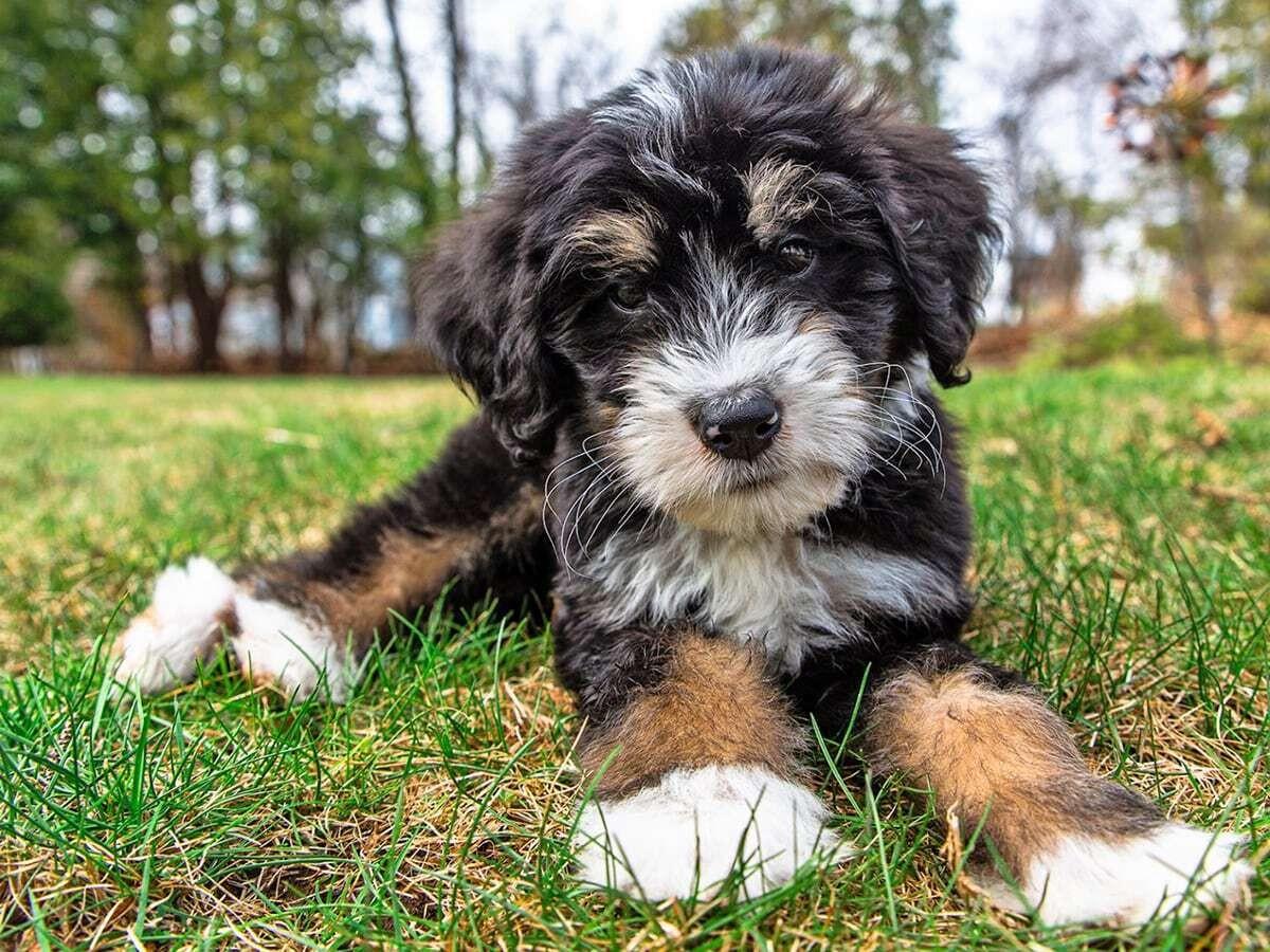 Bernedoodle (Bernese Mountain Dog + Poodle)