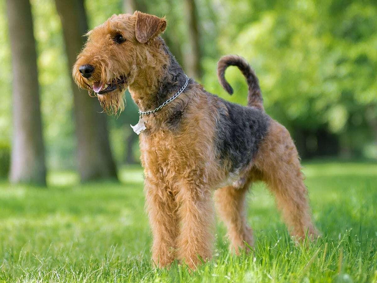 Airedale Terrier