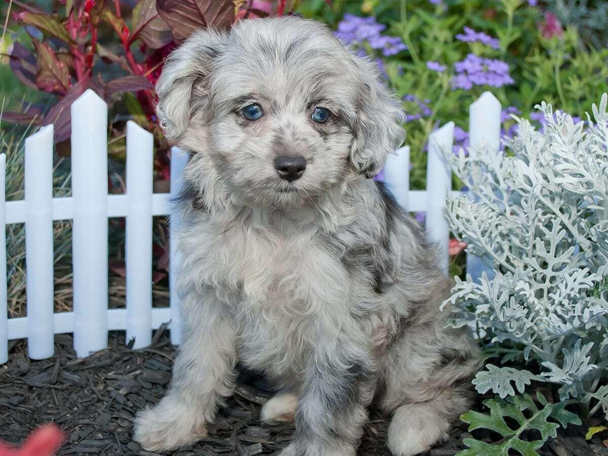 Aussiepoo (Australian Shepherd + Poodle)