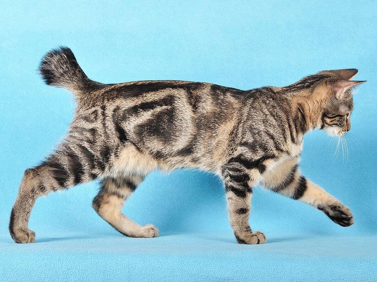 Kurilian Bobtail