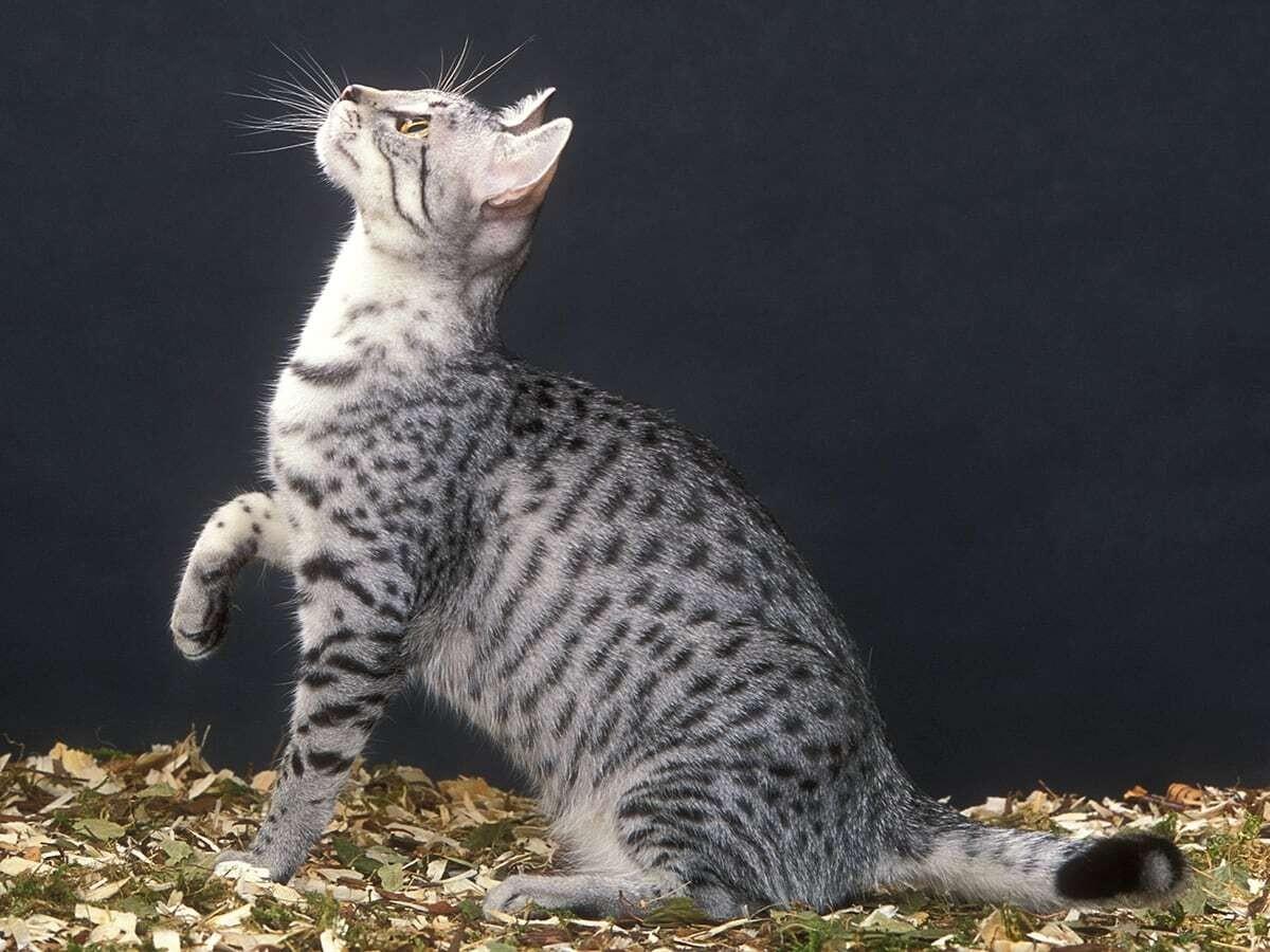 Egyptian Mau