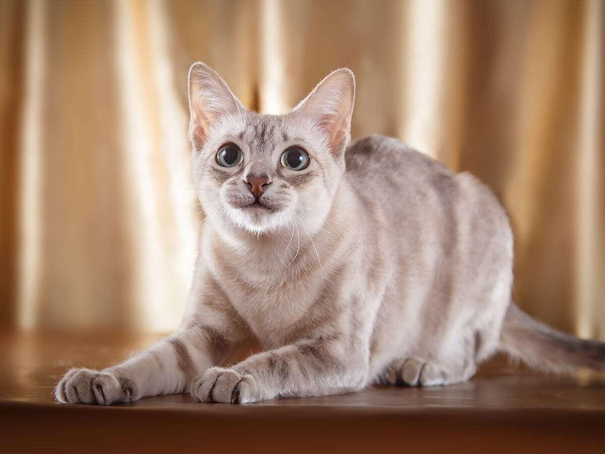 Tonkinese Cat