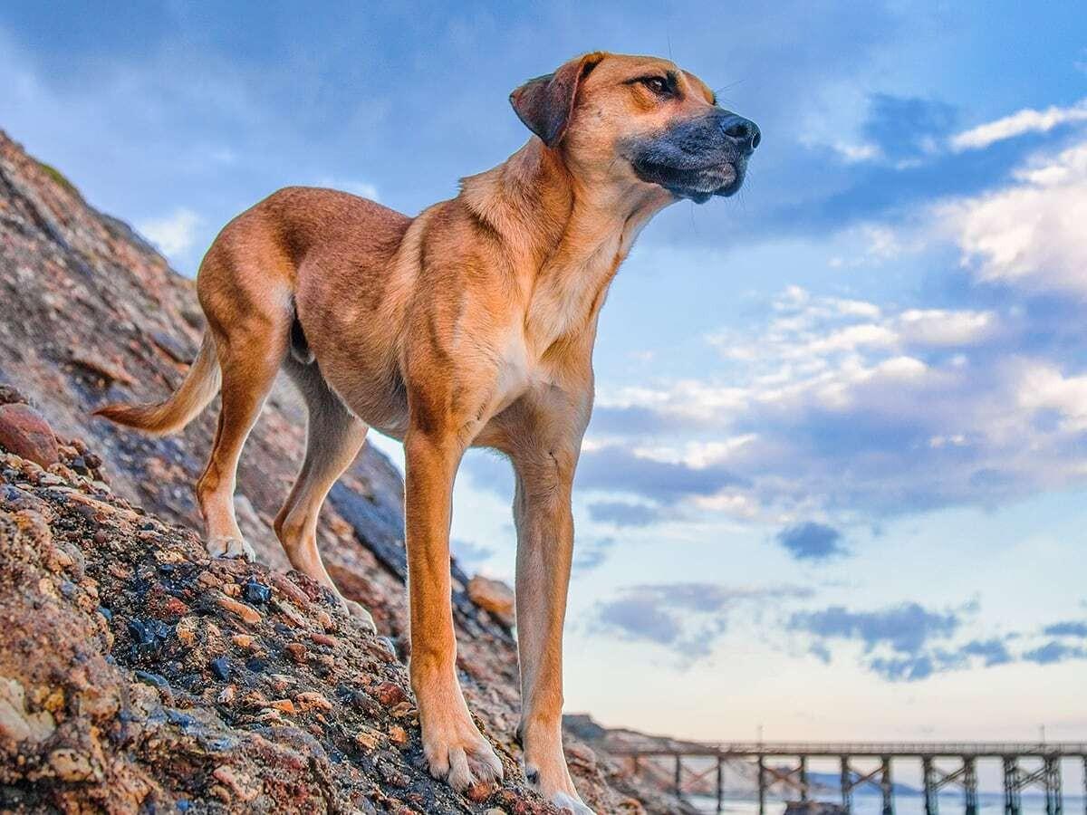 Mountain Cur