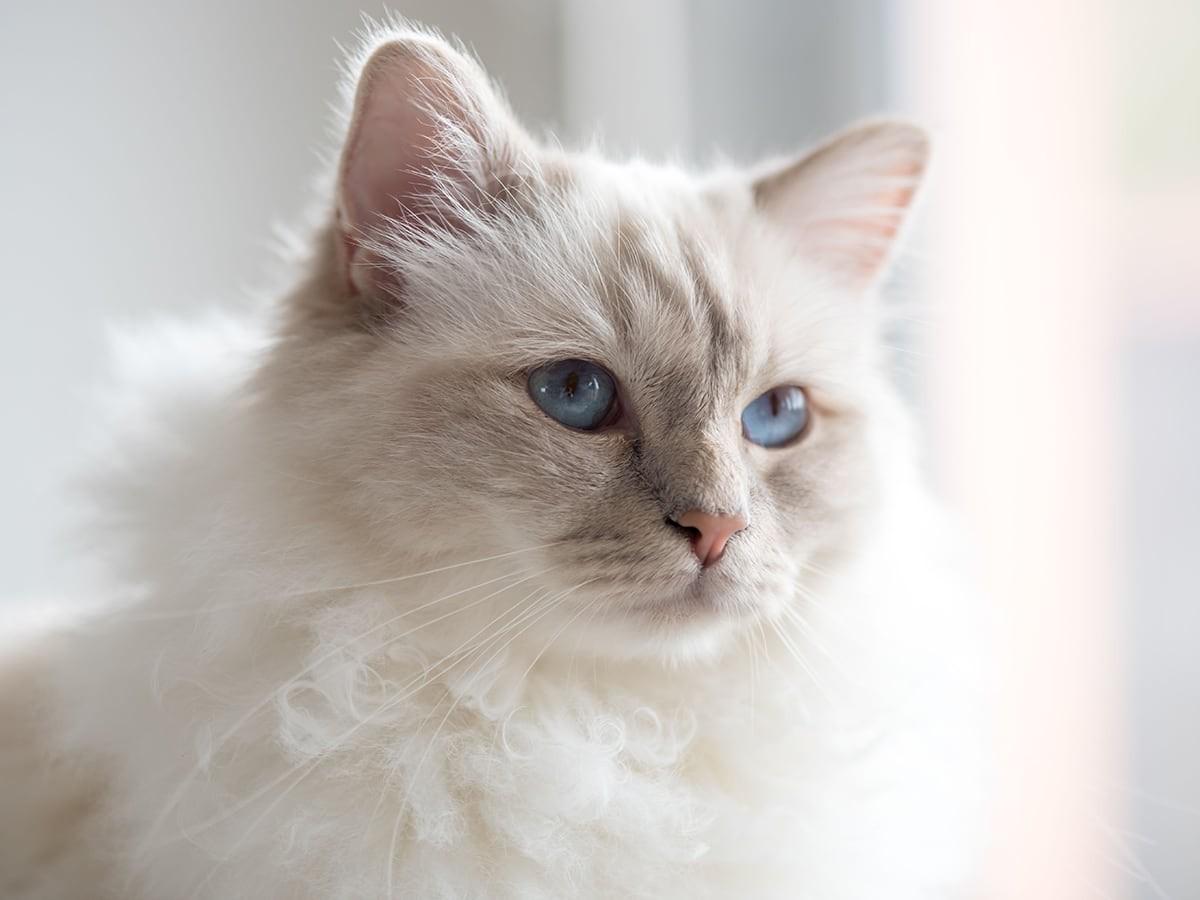 Birman