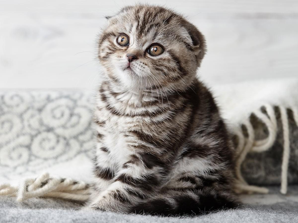 Scottish-Fold