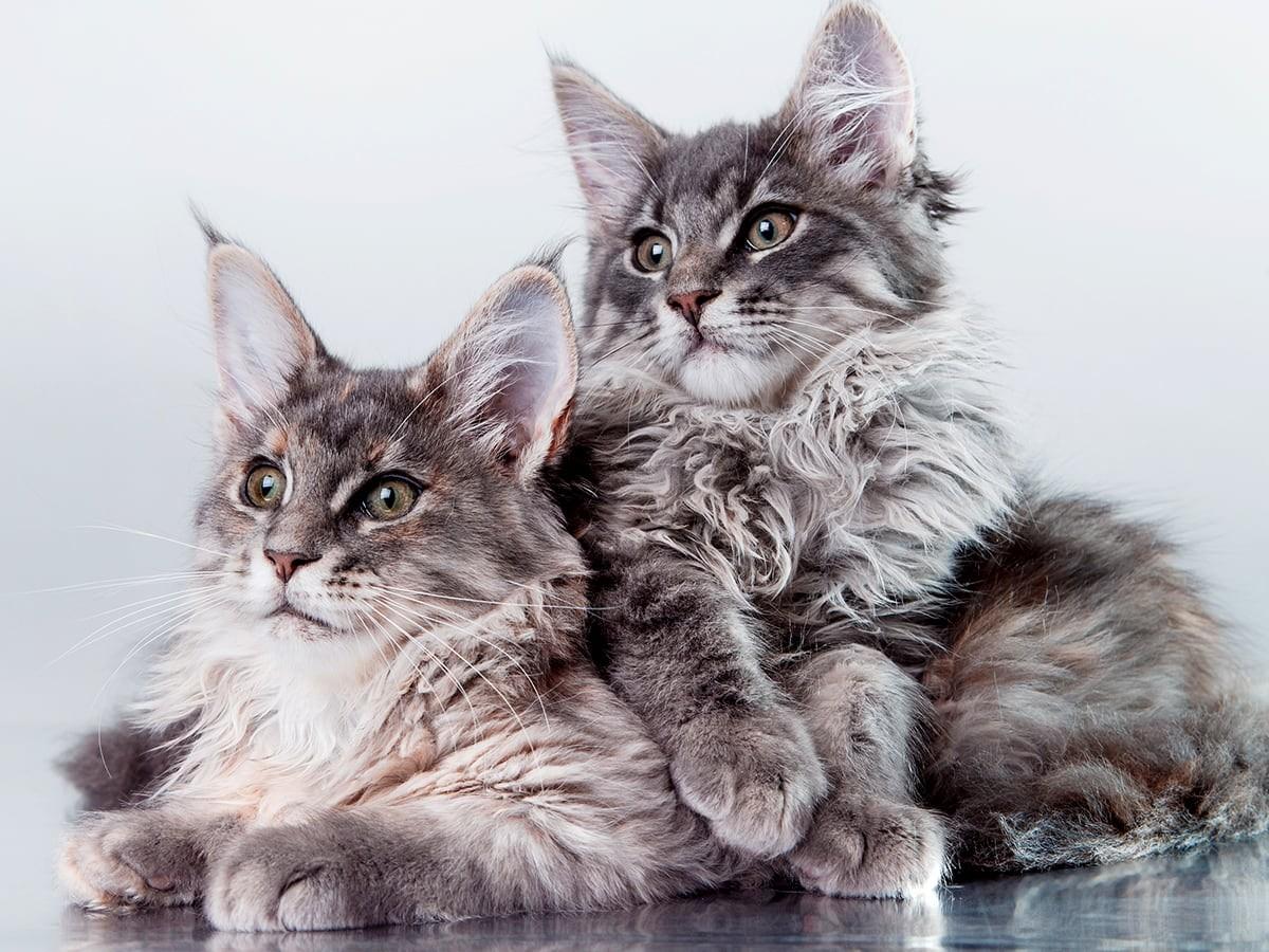 Maine-Coon