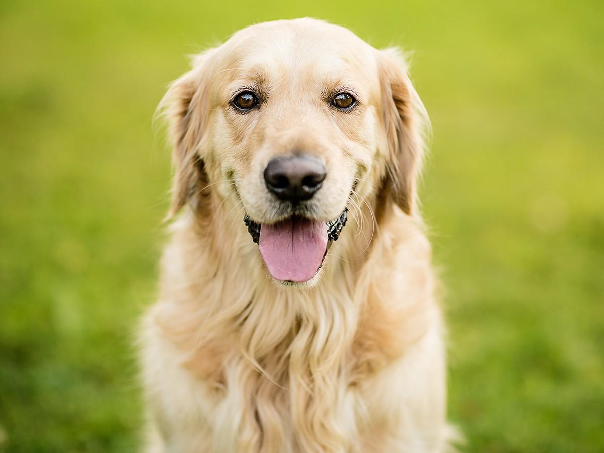 Golden Retriever