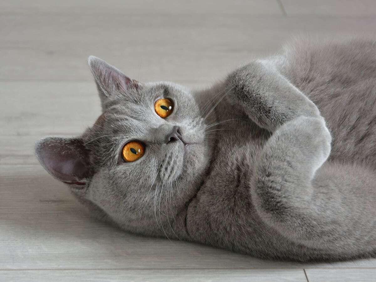 British Shorthair