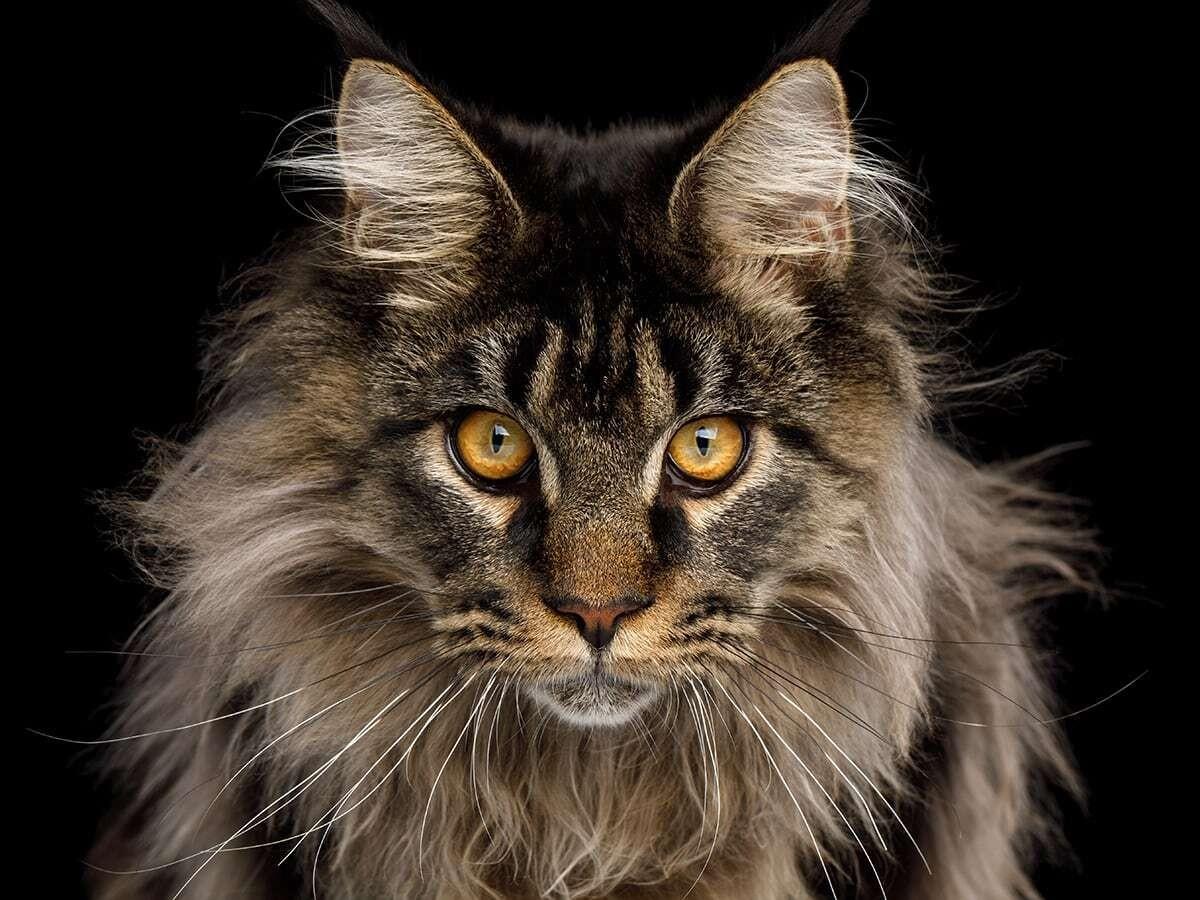 Maine Coon