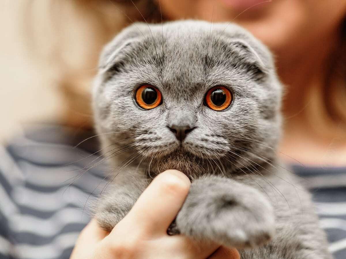 Scottish Fold