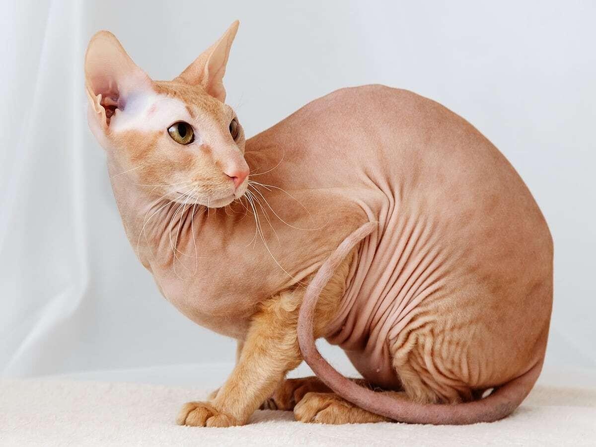 Peterbald