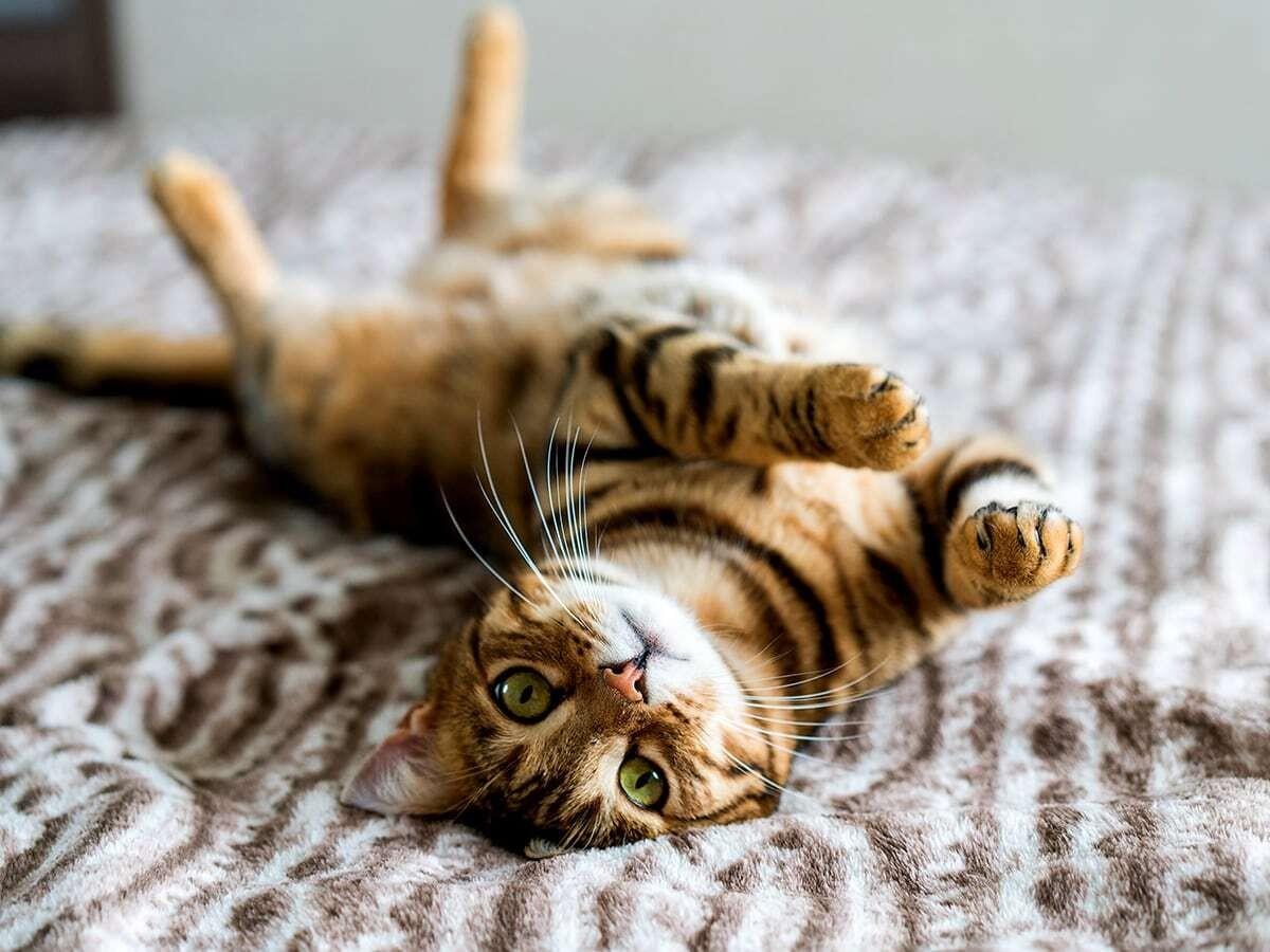 Bengal