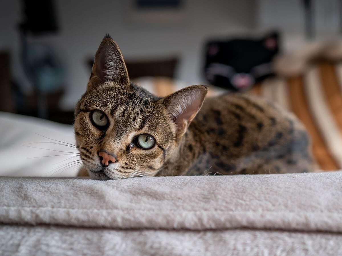 Ashera Cat